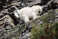Robson Goat 2