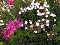 White and Red Mountain Heather