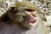 Angry Monkey Close-up