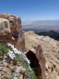 White flowers on summit