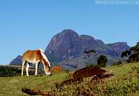 Nice donkey and Papagaio Peak on the back