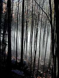 Forests near Crno jezero...