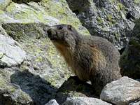 Marmot-Marmota-Marmotte