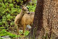 Deer in Le Conte Canyon