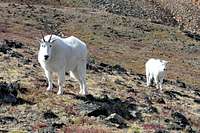 Mountain goat and kid