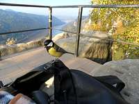 Great titmouse at Bastei in Saxonian Switzerland, Germany