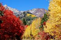 White and Red Baldy Autumn