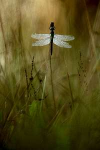 Pastel Dragonfly