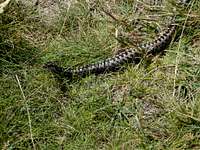 sneaking viper in Low Tatras