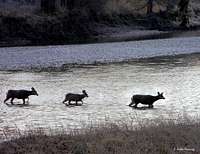 Mulie Does Crossing River