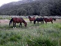 Horses on trail to Boundary Peak