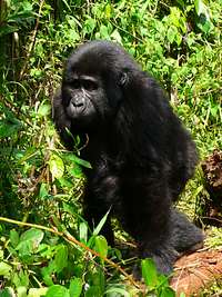 Young Mountain Gorilla