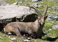 Male steinbock <i>(Capra ibex</i>)  in Lauson basin, Gran Paradiso GROUP