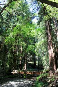 Muir Woods National Monument Redwood Creek