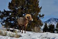 Big Horn Sheep