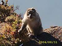 Monkey at summit
 Sept 2004