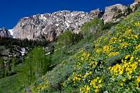 Deseret Peak - Early Summer