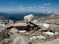 Mountain Goat on Mount Evans