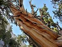 bristlecone pine