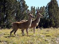 Deer on San Joaquin