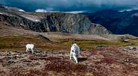 Mountain goats on the FTD Plateau