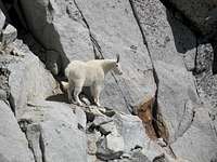 Goat! on Mt Stuart