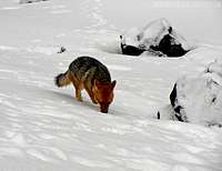 Andean fox of Cotopaxi