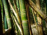 Confessions on bamboo