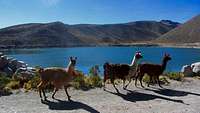 Laguna San Pablo with Llamas