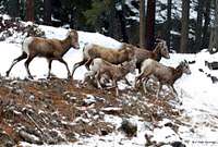 Bighorns with Yearling