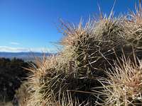 Cactus on the ridge