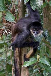 Spider Monkey, Belize
