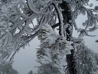 Frozen Tree in Storm in near whiteout