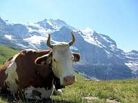 Jungfrau Cow