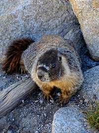 A curious marmot at our Twin Lakes campsite