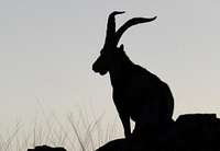 A male of wild goat (Capra pyrenaica victoriae) against the light