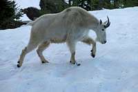 Black Peak Mountain Goat