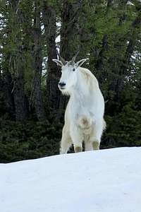 Black Peak Mountain Goat