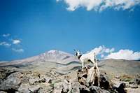 2 goats and Damavand in the...