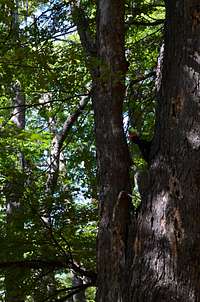 Woodpecker in Altos del Lircay