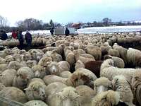 Sheep near Crizbav