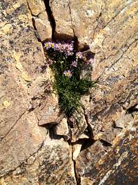 Mount Olympus rock flower