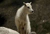 Young Mountain Goat - Mt Evans