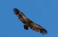 Vulture over the Pyrenees