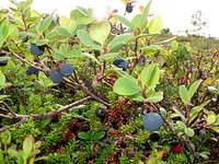 Blueberries everywhere