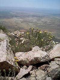 Cookes Peak summit (July 2004)