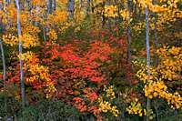 Fall North Cascades