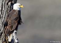 Bald Eagle Okanogan Highlands