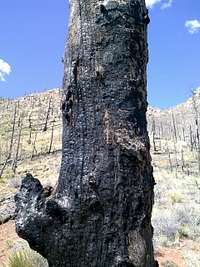 Thunder Butte burned tree