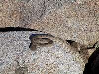 Summit rattlesnake